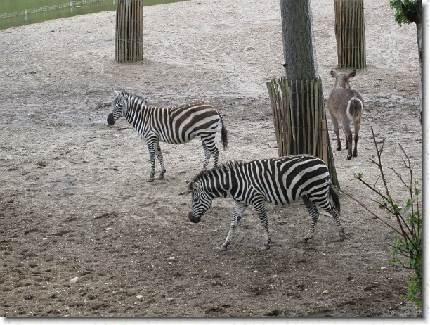 Klik hier voor de originele foto
